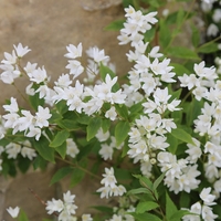 Дейция ‘Nikko’ Deutzia gracilis ‘Nikko’