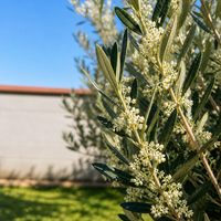 Маслиново дърво  'Olea europaea'