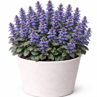 Аюга Ajuga reptans