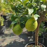 Цитрон 'Citrus medica'