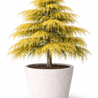 Кедър хималайски ‘Aurea’ Cedrus deodara ‘Aurea’