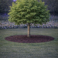 Платан Platanus acerifolia