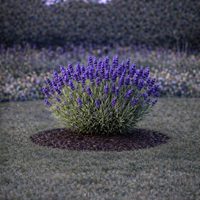 Лавандула ‘Hidcote’ Lavandula angustifolia ‘Hidcote’