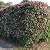 Абелия (голямоцветна) Abelia × grandiflora