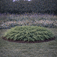 Хвойна сабина Juniperus sabina