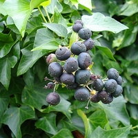 Бръшлян Hedera helix