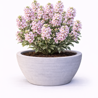 Шибой Matthiola incana