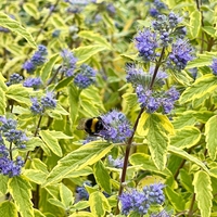 Кариоптерис	Caryopteris chadonnesis