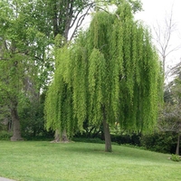 Плачеща върба Salix babylonica