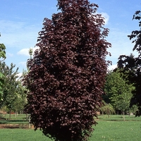 Норвежки клен ‘Crimson Sentry’ Acer platanoides ‘Crimson Sentry’