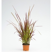 Императа ‘Red Baron’ Imperata cylindrica ‘Red Baron’