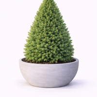 Смърч коника Picea glauca ‘Conica’