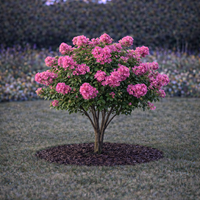 Лагерстремия индийска Lagerstroemia indica