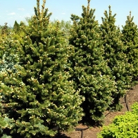 Смърч сребрист (пунгенс) Picea pungens