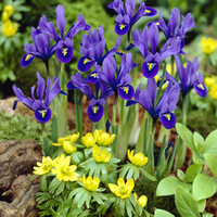 Ирис (перуника) Iris spp.