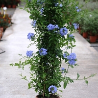 Пломбаго (син жасмин) Plumbago auriculata