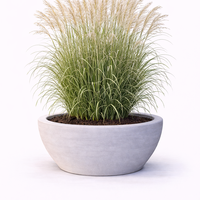 Мискантус ‘Morning Light’ Miscanthus sinensis ‘Morning Light’