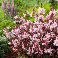 Гаура Gaura lindheimeri