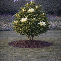 Магнолия ‘Little Gem’ Magnolia grandiflora ‘Little Gem’