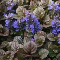 Аюга Ajuga reptans