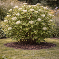 Дървесен дрян (червен клон) Cornus alba