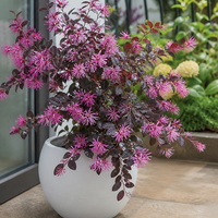 Лоропеталум 'Loropetalum chinense'