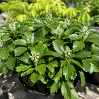 Пахизандра 'Pachysandra terminalis'