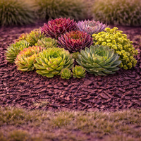 Дебелец (вечно живо) Sempervivum mix