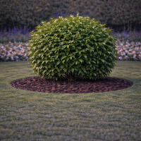 Лавровишня ‘Novita’ Prunus laurocerasus ‘Novita’