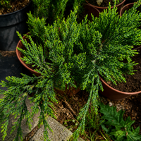 Хвойна Сабина 'Juniperus sabina'