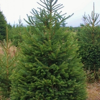 Смърч сребрист (пунгенс) Picea pungens