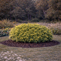 Фортунееви бръшлянчета Euonymus fortunei