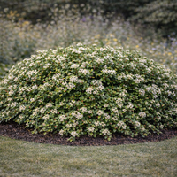 Котонеастер (пълзящ) Cotoneaster dammeri