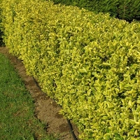 Лигуструм пъстролистен Ligustrum ovalifolium ‘Aureovariegatum’