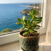 Дървото на живота 'Crassula ovata'