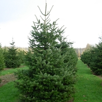 Нордманова ела Abies nordmanniana