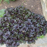 Аюга Ajuga reptans