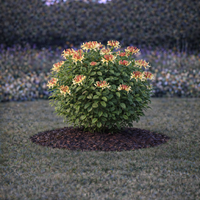 Орлов нокът катерлив Lonicera caprifolium