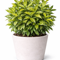 Аукуба ‘Crotonifolia’ Aucuba japonica ‘Crotonifolia’