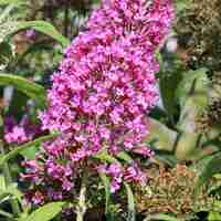 Будлея 	Buddleja davidii