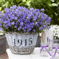 Кампанула (камбанка) Campanula carpatica