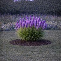 Лиатрис Liatris spicata