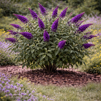 Будлея ‘Black Knight’ Buddleja davidii ‘Black Knight’