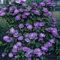Клематис (хибриден сорт) Clematis spp.