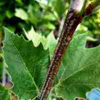 Източен чинар 'Platanus orientalis'