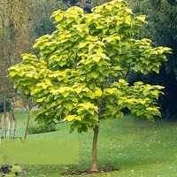 Каталпа ‘Aurea’ Catalpa bignonioides ‘Aurea’