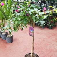 Бугенвилия (микс) Bougainvillea spp.