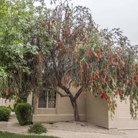 Калистемон (четковидно дърво) Callistemon rigidus