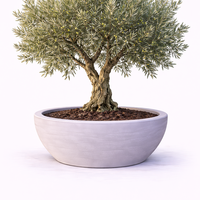 Маслина европейска Olea europaea