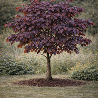 Церцис ‘Forest Pansy’ Cercis canadensis ‘Forest Pansy’
